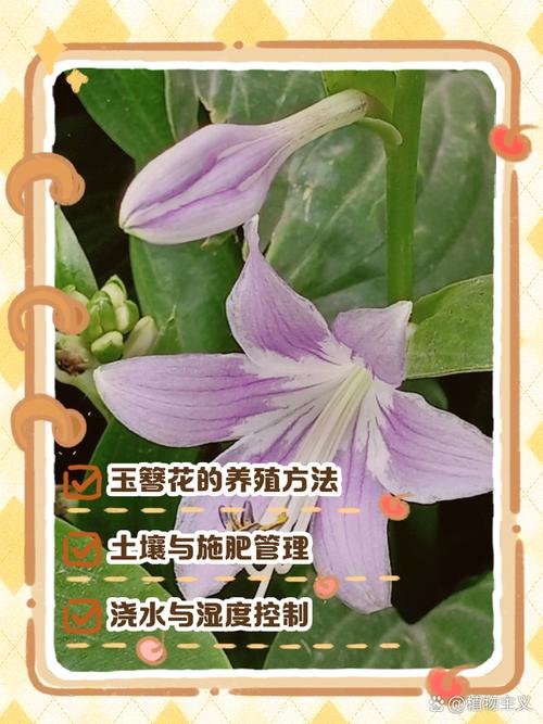 玉簪花怎么分株（玉簪花怎么分株好看）-第1张图片-花花知道网