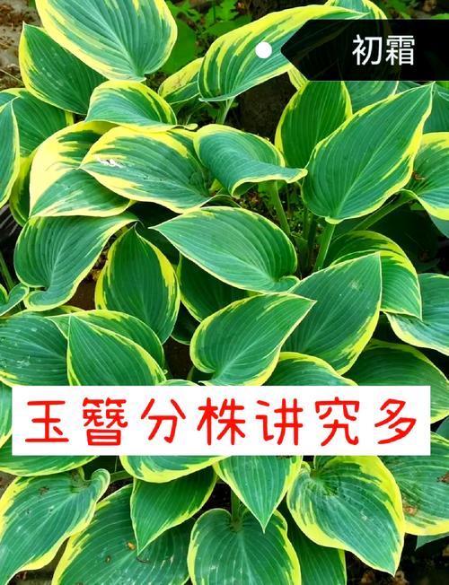 玉簪花怎么分株（玉簪花怎么分株好看）-第2张图片-花花知道网