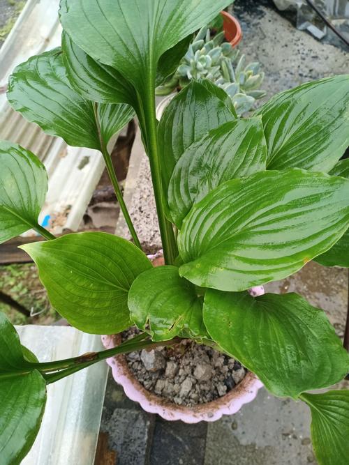 玉簪花怎么分株（玉簪花怎么分株好看）-第3张图片-花花知道网