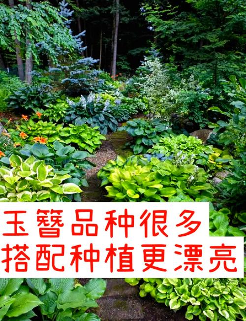 玉簪花怎么分株（玉簪花怎么分株好看）-第5张图片-花花知道网