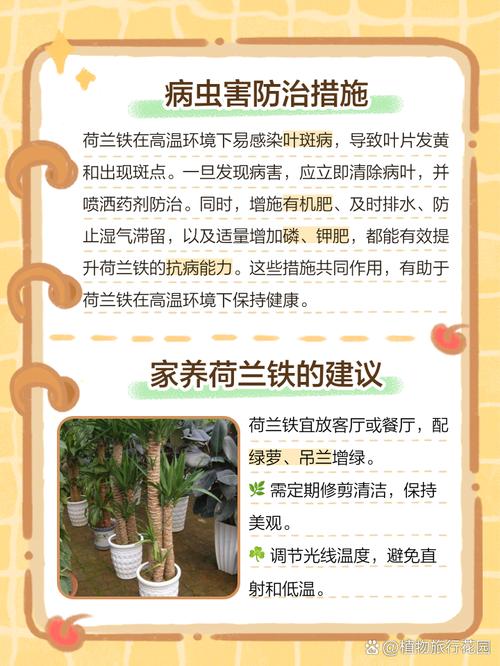 荷兰铁的养殖方法和注意事项（荷兰铁种植方法）-第2张图片-花花知道网