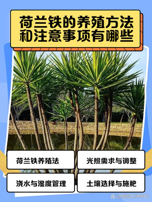 荷兰铁的养殖方法和注意事项（荷兰铁种植方法）-第5张图片-花花知道网