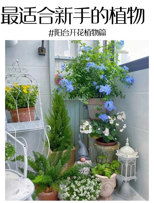 合欢花怎么养（日本姬合欢花怎么养）-第1张图片-花花知道网