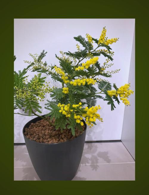 合欢花怎么养（日本姬合欢花怎么养）-第2张图片-花花知道网