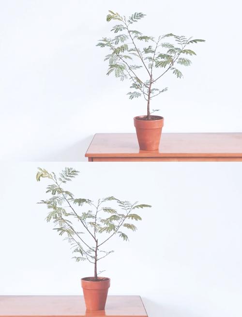 合欢花怎么养（日本姬合欢花怎么养）-第3张图片-花花知道网
