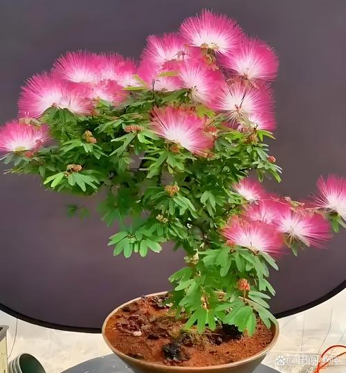 合欢花怎么养（日本姬合欢花怎么养）-第4张图片-花花知道网