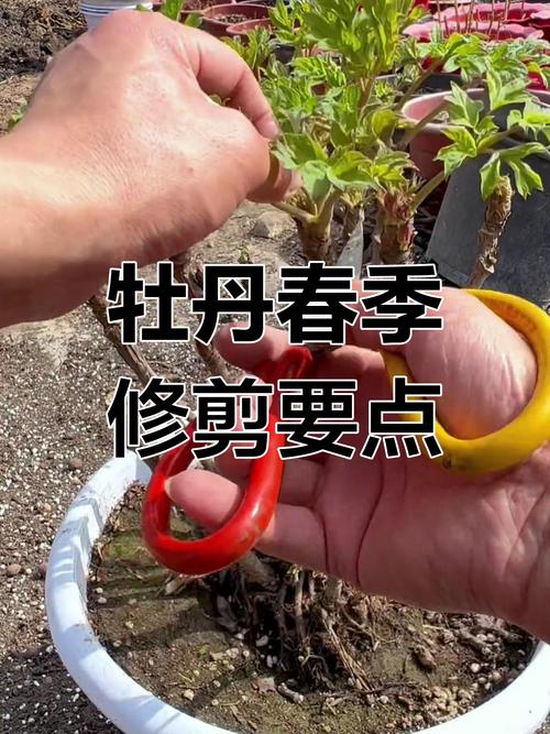 牡丹花怎么修剪（牡丹花怎么修剪花枝教学视频）-第3张图片-花花知道网