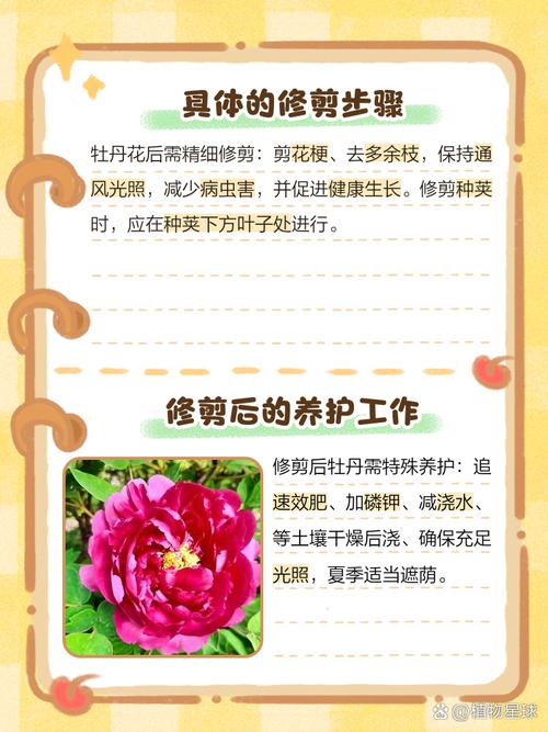 牡丹花怎么修剪（牡丹花怎么修剪花枝教学视频）-第4张图片-花花知道网