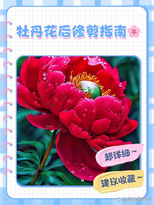 牡丹花怎么修剪（牡丹花怎么修剪花枝教学视频）-第5张图片-花花知道网