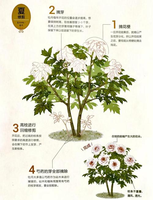 牡丹花怎么修剪（牡丹花怎么修剪花枝教学视频）-第7张图片-花花知道网