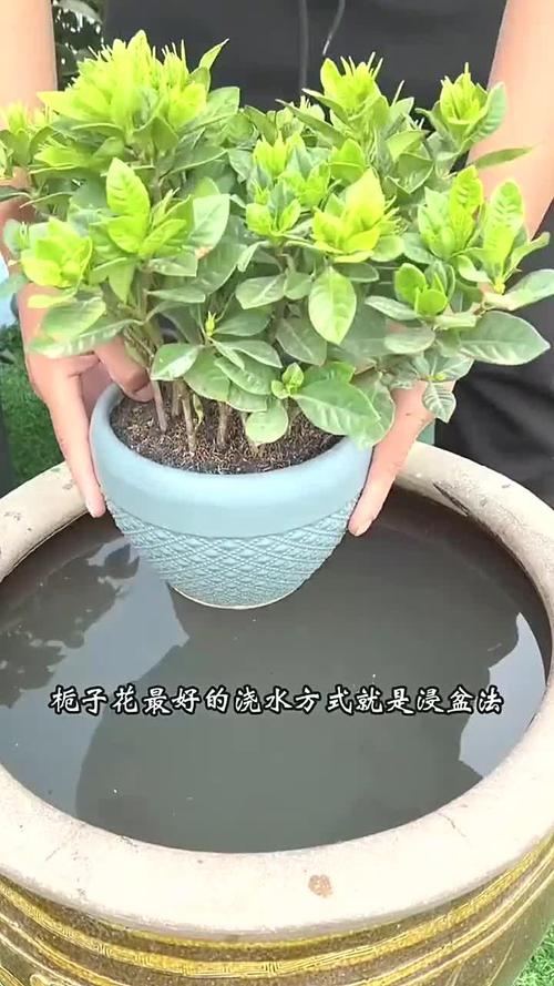 栀子花开花期间能喷水吗（栀子花开花期间可以喷水吗）-第4张图片-花花知道网