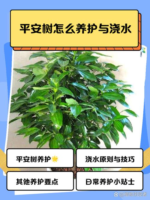 平安树浇水能加醋吗（平安树浇水能加醋吗视频）-第1张图片-花花知道网