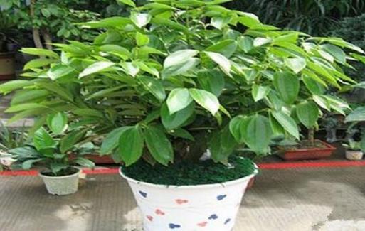 平安树浇水能加醋吗（平安树浇水能加醋吗视频）-第3张图片-花花知道网