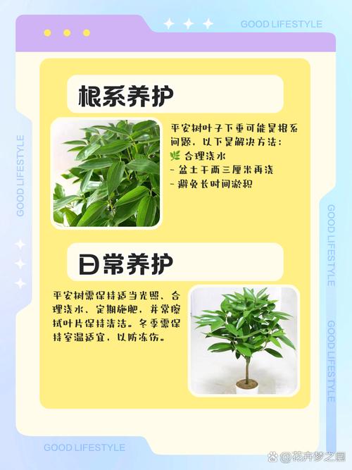 平安树浇水能加醋吗（平安树浇水能加醋吗视频）-第6张图片-花花知道网