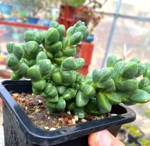 鹿角海棠怎么养（鹿角海棠怎么养能爆盆）-第4张图片-花花知道网