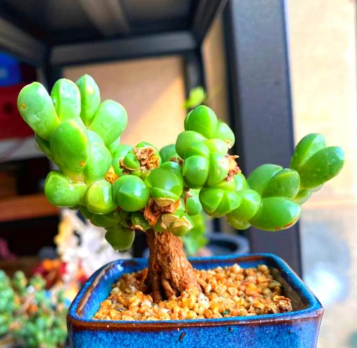 鹿角海棠怎么养（鹿角海棠怎么养能爆盆）-第7张图片-花花知道网