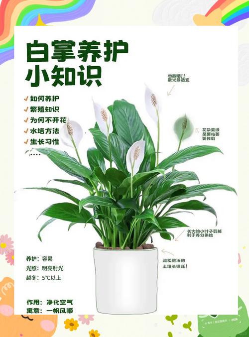 白掌怎么浇水（白掌怎么浇水怎么养）-第4张图片-花花知道网