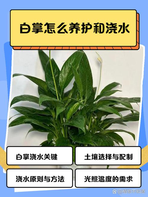 白掌怎么浇水（白掌怎么浇水怎么养）-第5张图片-花花知道网