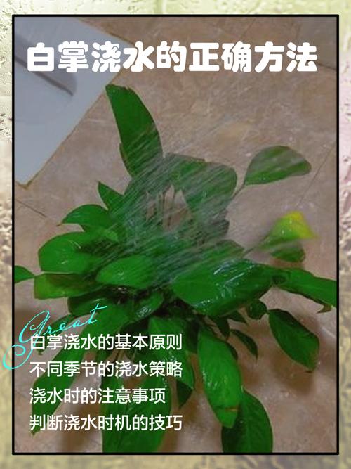 白掌怎么浇水（白掌怎么浇水怎么养）-第8张图片-花花知道网