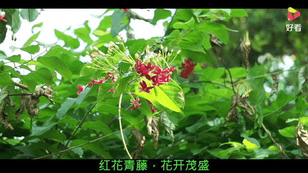 五彩络石怎么长粗（五彩络石图片欣赏）-第7张图片-花花知道网
