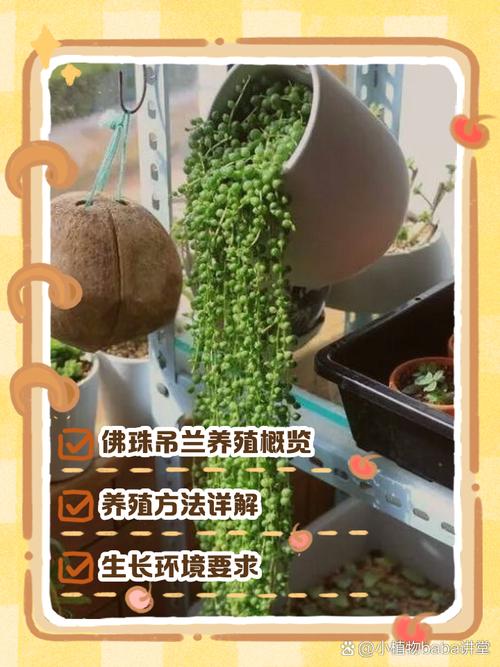 多肉吊兰佛珠怎么养（多肉吊兰佛珠怎么养护和浇水）-第2张图片-花花知道网
