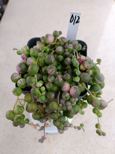 多肉吊兰佛珠怎么养（多肉吊兰佛珠怎么养护和浇水）-第6张图片-花花知道网