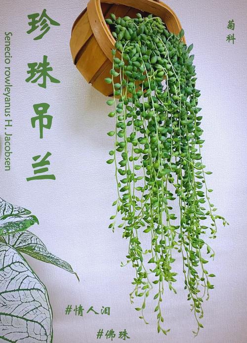 多肉吊兰佛珠怎么养（多肉吊兰佛珠怎么养护和浇水）-第7张图片-花花知道网