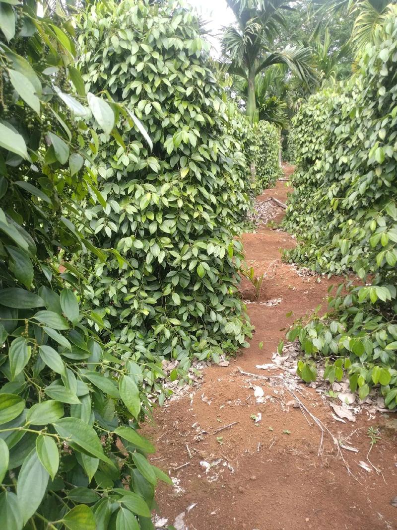 胡椒树的种植方法（胡椒树苗适合什么时候种）-第3张图片-花花知道网