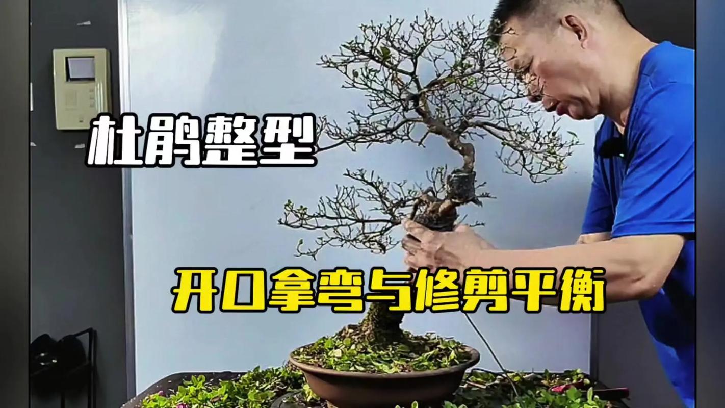 卵叶杜鹃的整形修剪和花期控制（杜鹃花芽椭圆状卵形）-第3张图片-花花知道网