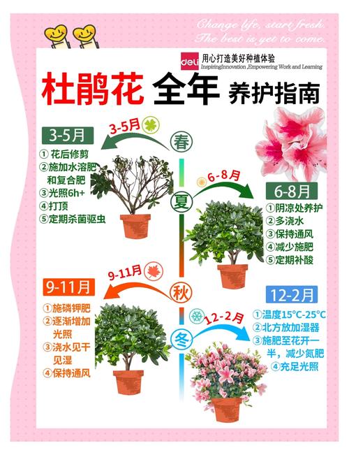 卵叶杜鹃的整形修剪和花期控制（杜鹃花芽椭圆状卵形）-第4张图片-花花知道网