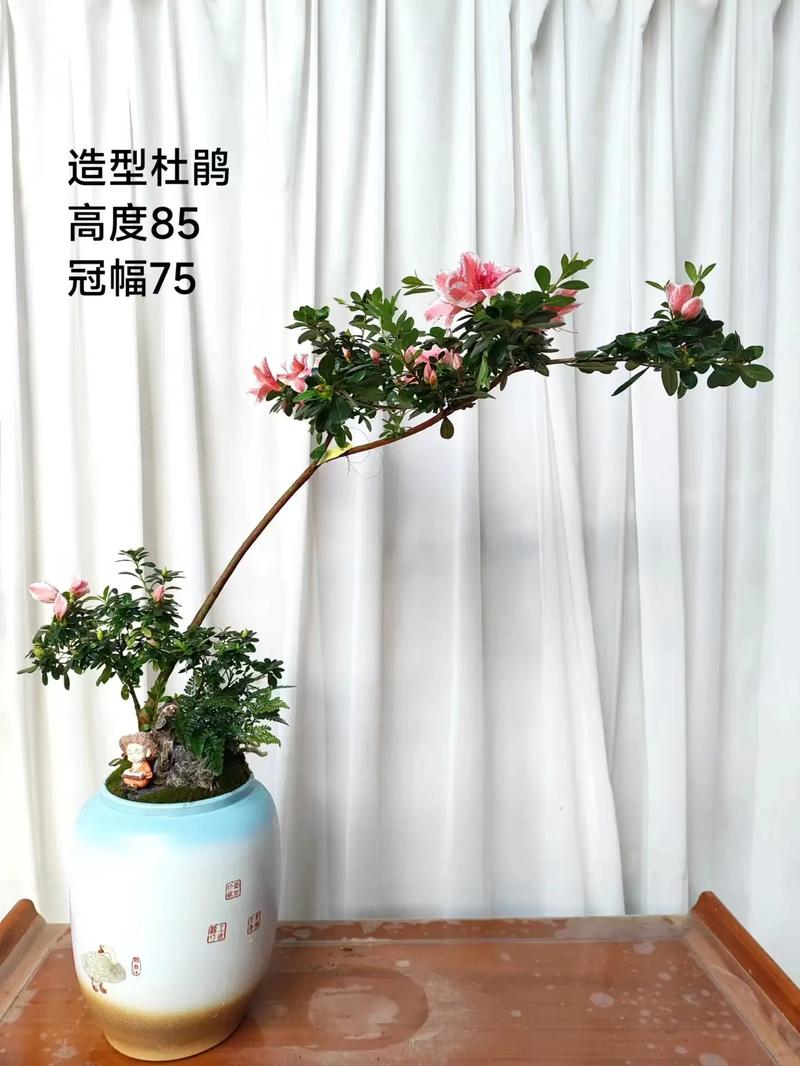 卵叶杜鹃的整形修剪和花期控制（杜鹃花芽椭圆状卵形）-第5张图片-花花知道网