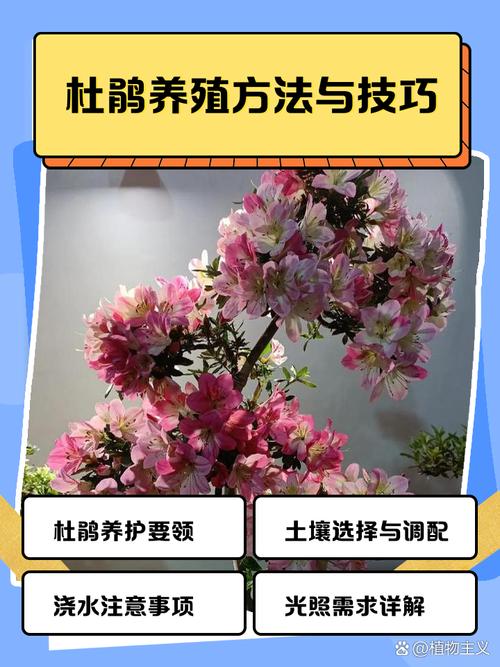 卵叶杜鹃的整形修剪和花期控制（杜鹃花芽椭圆状卵形）-第7张图片-花花知道网