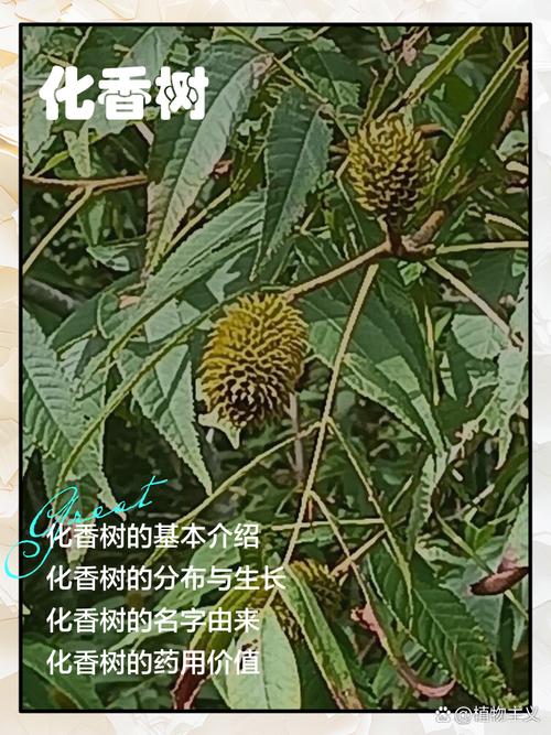 化香树怎么养（化香树根作用）-第1张图片-花花知道网