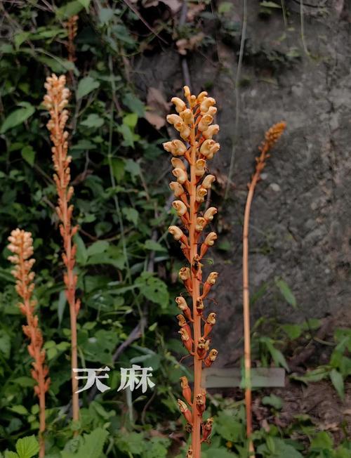 化香树怎么养（化香树根作用）-第2张图片-花花知道网