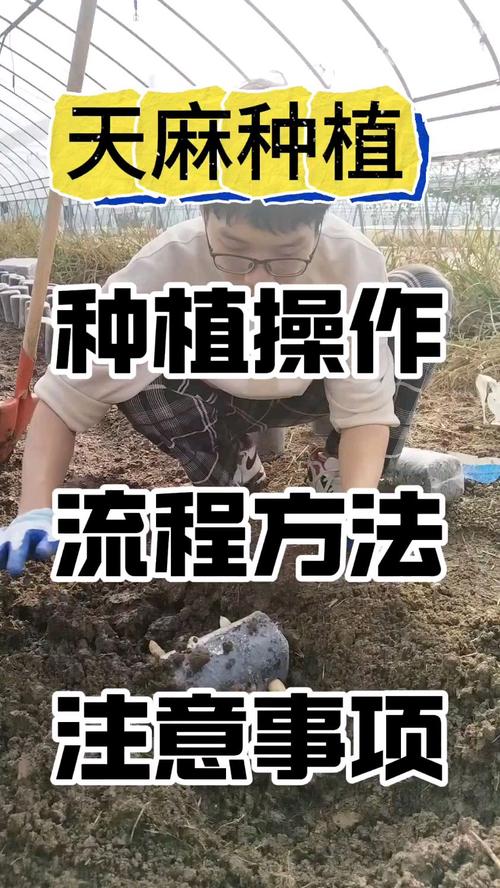 化香树怎么养（化香树根作用）-第4张图片-花花知道网