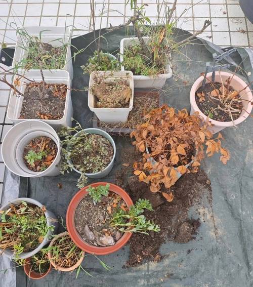 这3种花太贵（什么花比较昂贵）-第4张图片-花花知道网