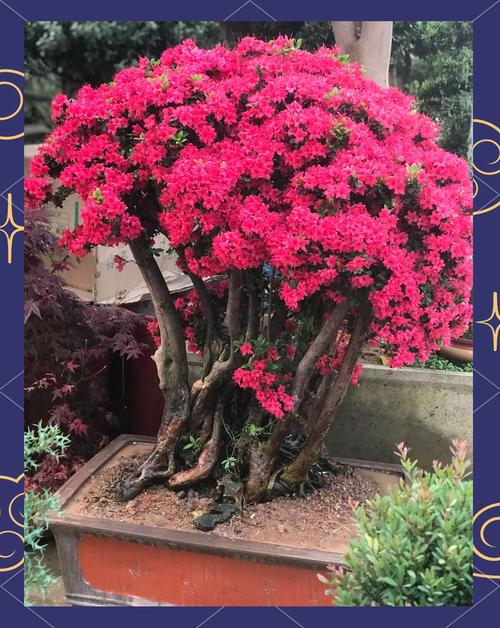 这3种花太贵（什么花比较昂贵）-第8张图片-花花知道网