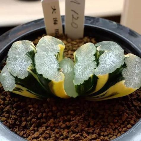养花就选这6种颗粒(种花的颗粒)-第1张图片-花花知道网 养花就选这6种颗粒(种花的颗粒)-第1张图片-花花知道网