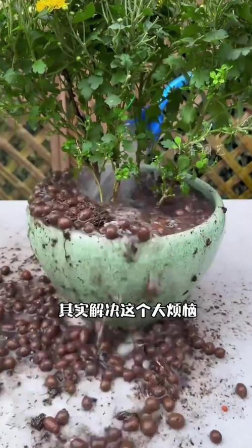 养花就选这6种颗粒(种花的颗粒)-第4张图片-花花知道网 养花就选这6种颗粒(种花的颗粒)-第4张图片-花花知道网