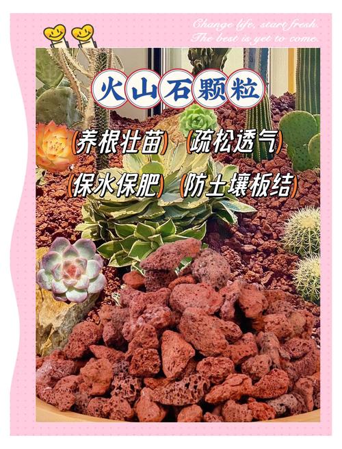 养花就选这6种颗粒(种花的颗粒)-第6张图片-花花知道网 养花就选这6种颗粒(种花的颗粒)-第6张图片-花花知道网