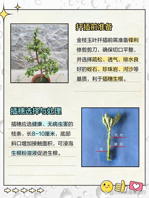 金枝玉叶如何扦插(金枝玉叶如何扦插成活率高)-第1张图片-花花知道网 金枝玉叶如何扦插(金枝玉叶如何扦插成活率高)-第1张图片-花花知道网