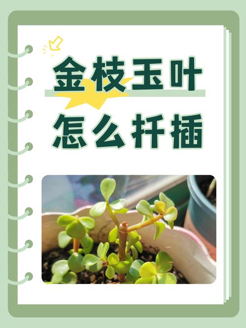 金枝玉叶如何扦插(金枝玉叶如何扦插成活率高)-第3张图片-花花知道网 金枝玉叶如何扦插(金枝玉叶如何扦插成活率高)-第3张图片-花花知道网