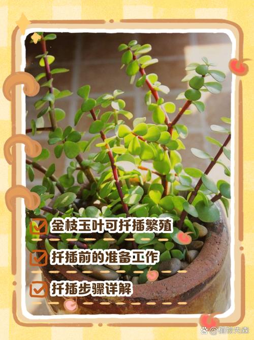 金枝玉叶如何扦插(金枝玉叶如何扦插成活率高)-第5张图片-花花知道网 金枝玉叶如何扦插(金枝玉叶如何扦插成活率高)-第5张图片-花花知道网