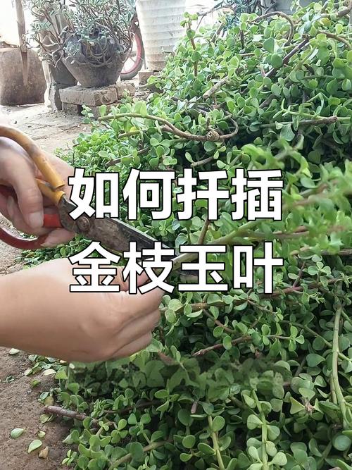 金枝玉叶如何扦插(金枝玉叶如何扦插成活率高)-第7张图片-花花知道网 金枝玉叶如何扦插(金枝玉叶如何扦插成活率高)-第7张图片-花花知道网