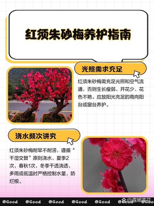 朱砂梅怎么养（朱砂梅怎么养护和管理）-第4张图片-花花知道网