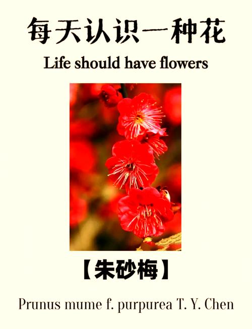 朱砂梅怎么养（朱砂梅怎么养护和管理）-第6张图片-花花知道网