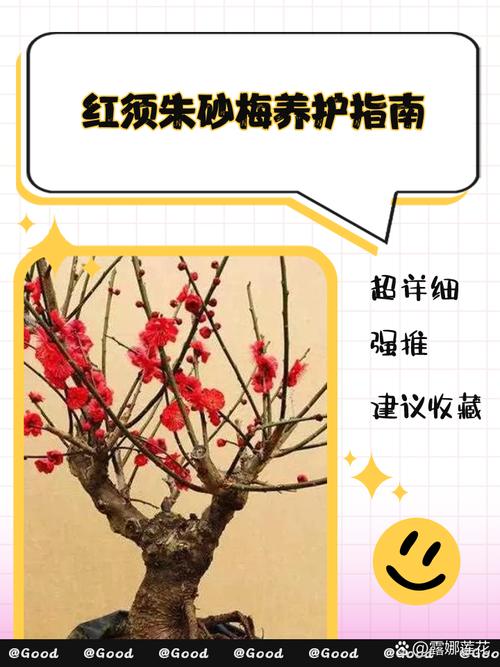 朱砂梅怎么养（朱砂梅怎么养护和管理）-第5张图片-花花知道网