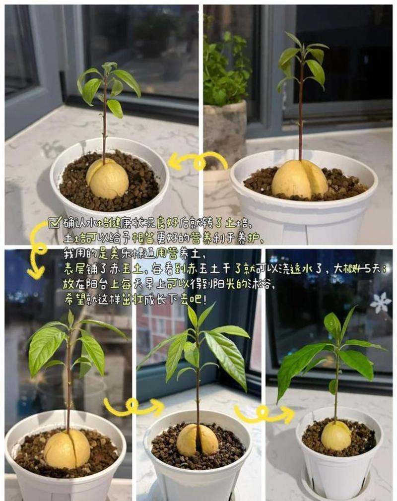 水果籽丢盆里（水果籽能种吗）-第4张图片-花花知道网