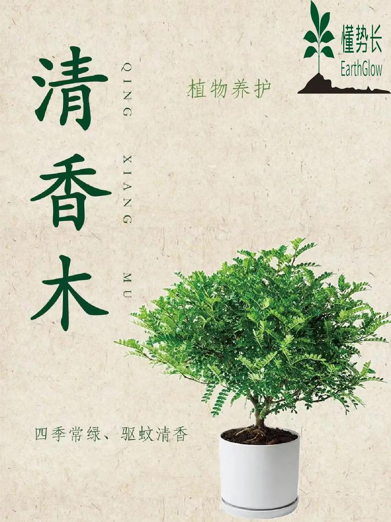 清香木的养殖方法和注意事项（胡椒木的养殖方法和注意事项）-第1张图片-花花知道网