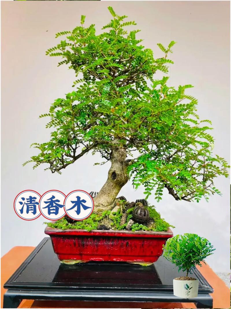 清香木的养殖方法和注意事项（胡椒木的养殖方法和注意事项）-第3张图片-花花知道网